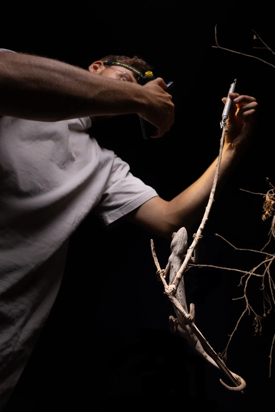 Weighing a chameleon. Southern Morocco.