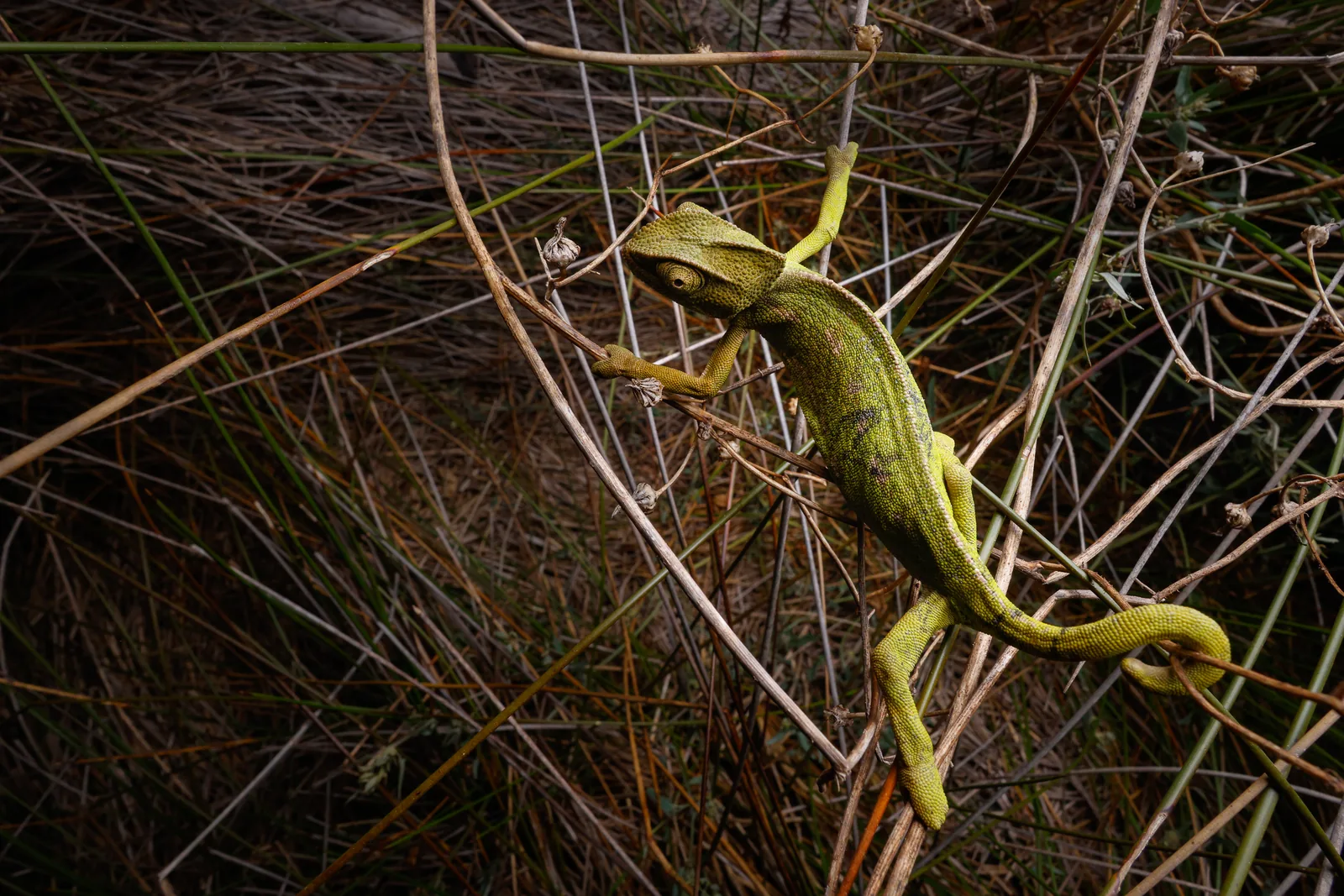 Adult common chameleon, found in tall grass rather than on a shrub. North of Rabat.