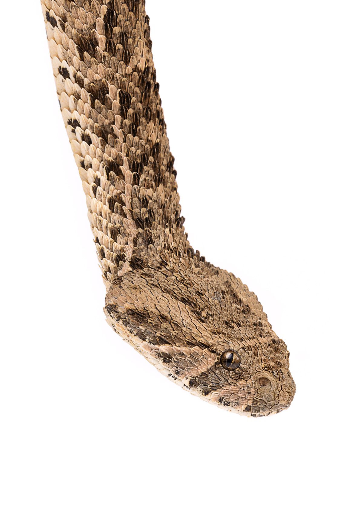 Bitis arietans headshot