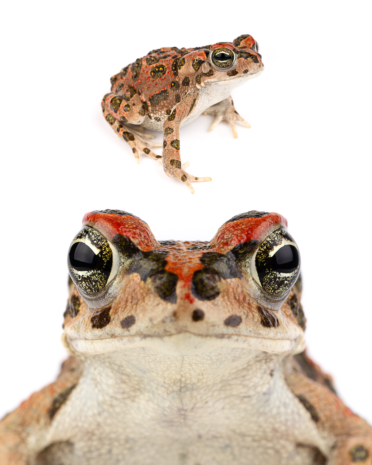 Bufo boulengeri