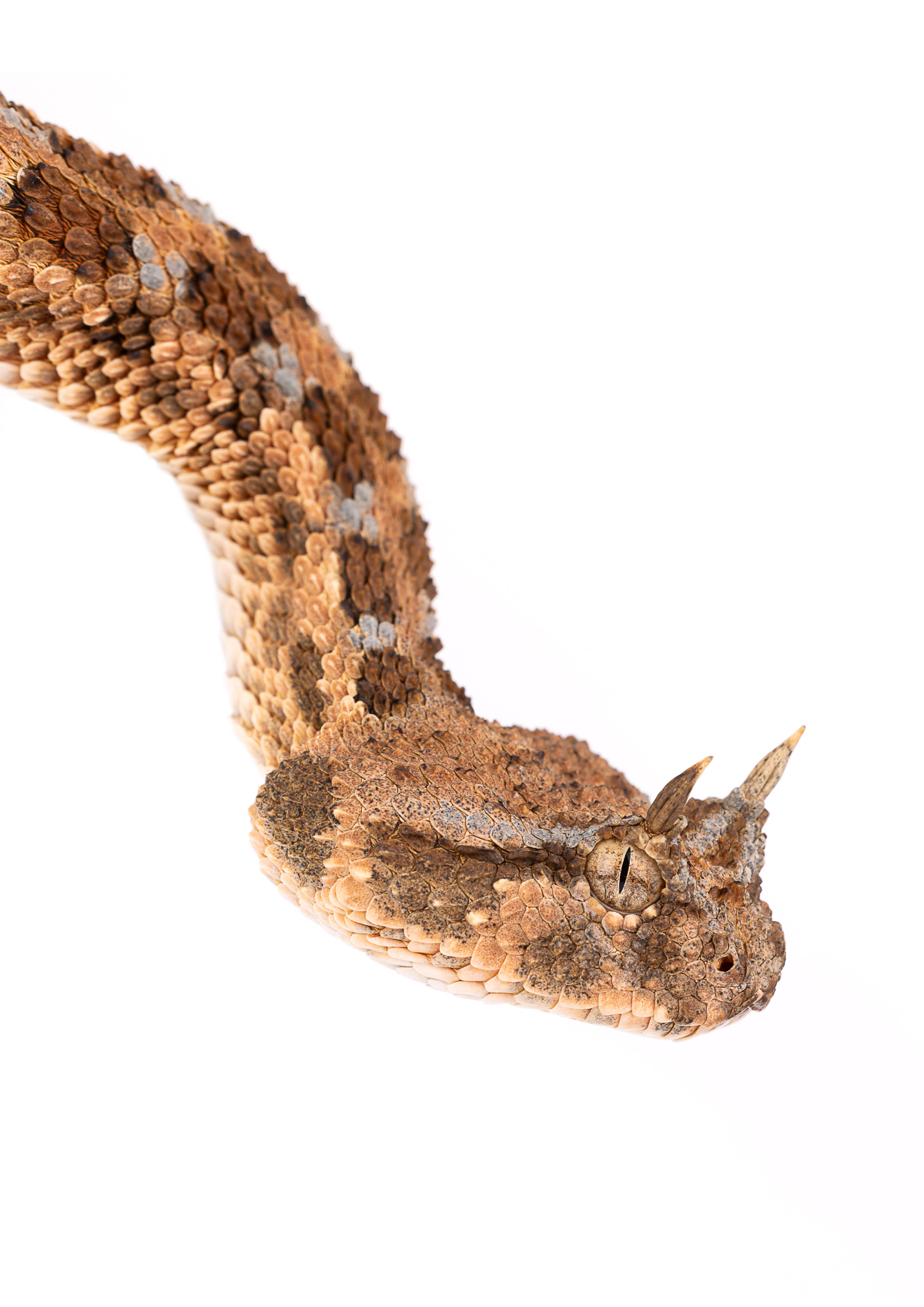 Cerastes cerastes headshot