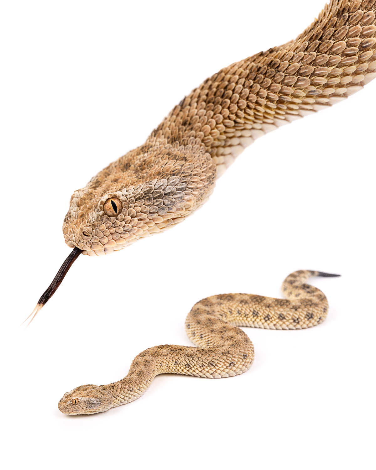 Cerastes vipera collage