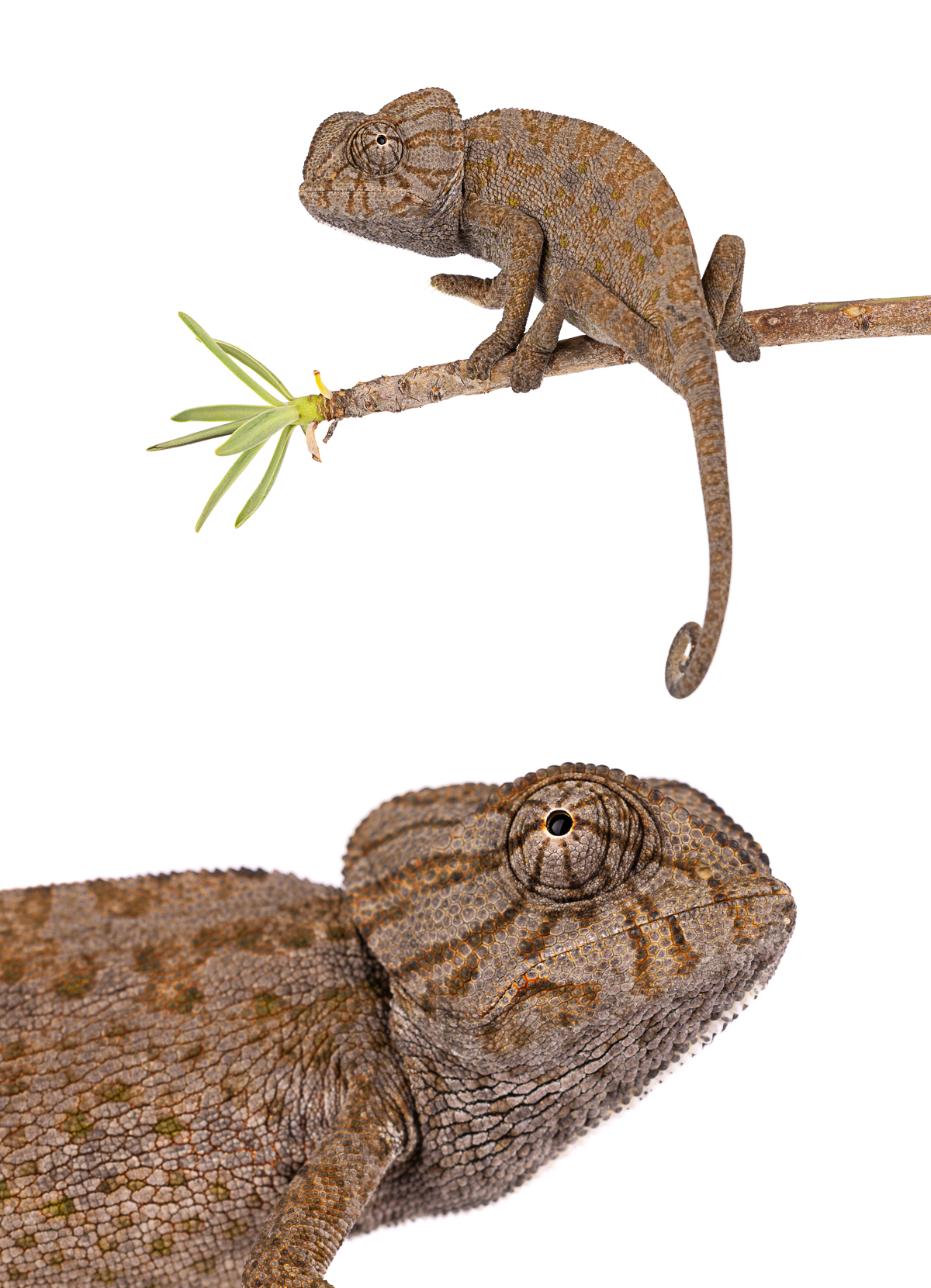 Chamaeleo chamaeleon collage