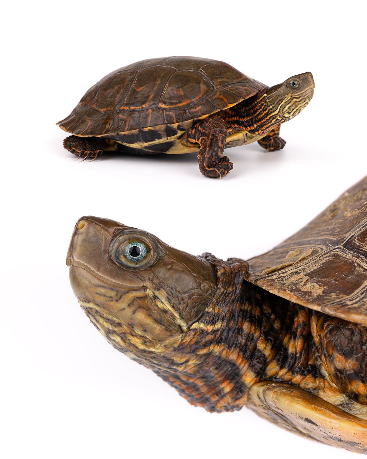 Mauremys leprosa saharica collage