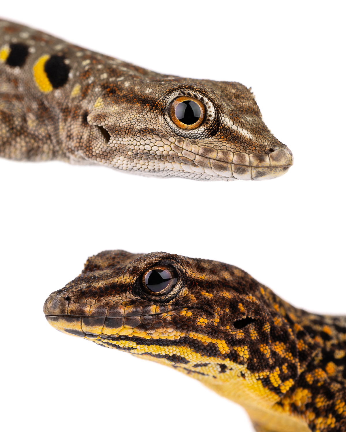 Quedenfeldtia gecko 4:5