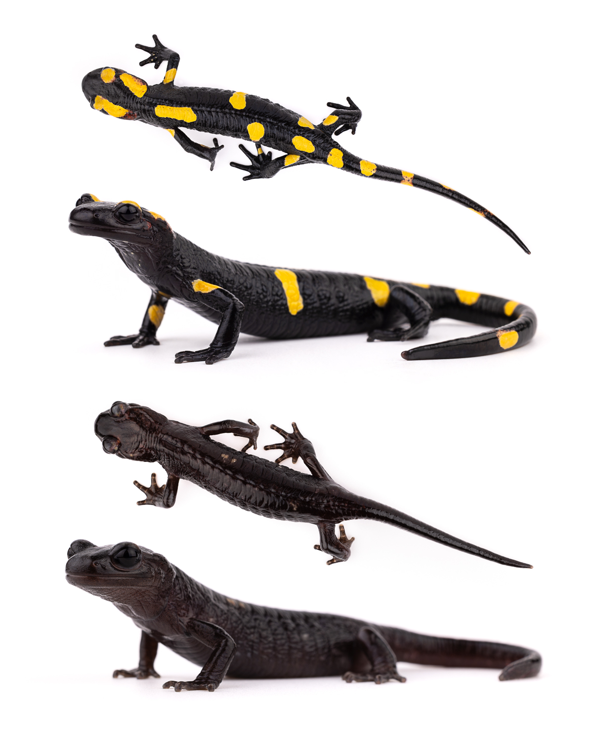 Salamandra algira collage