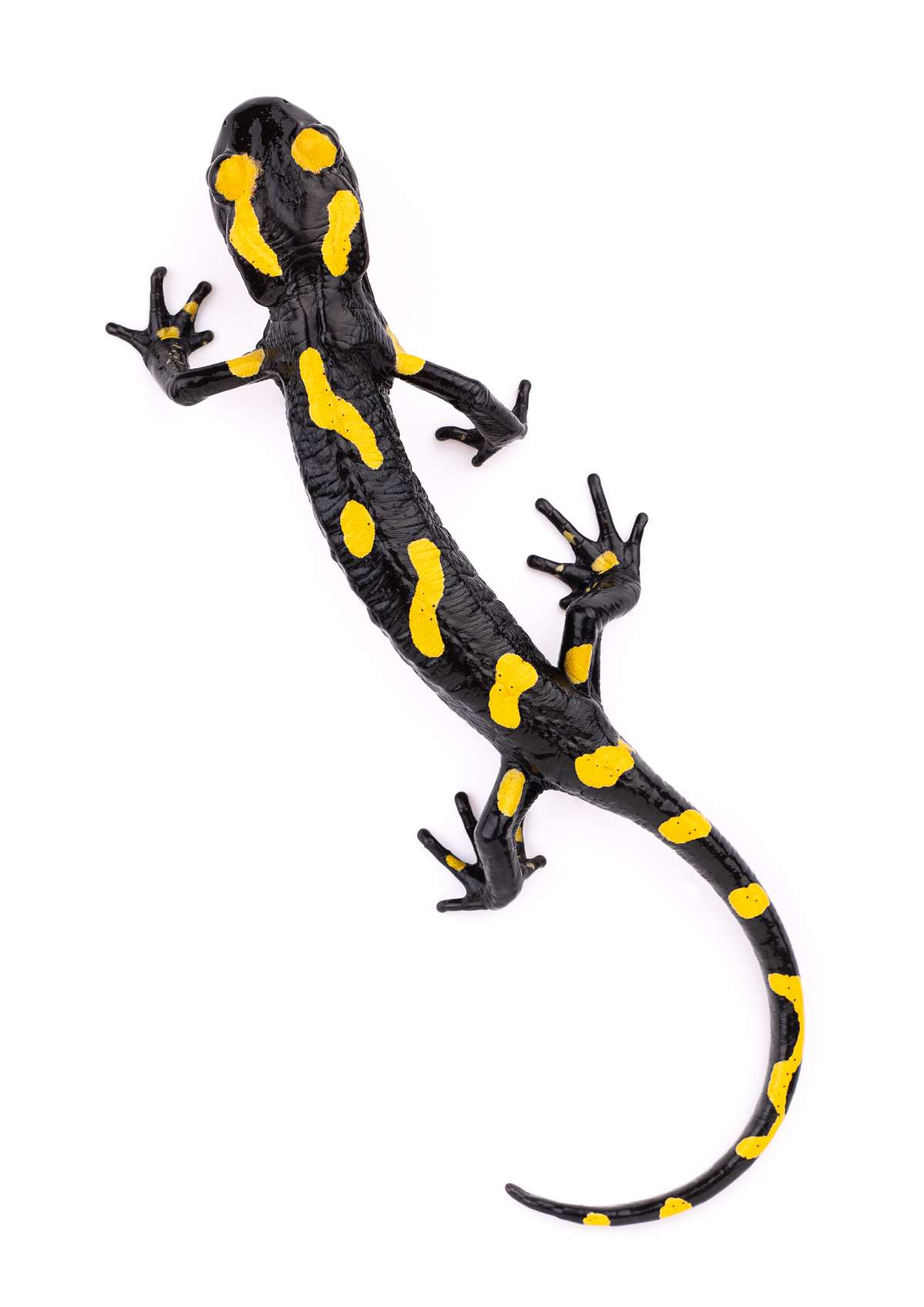 Salamandra algira portrait