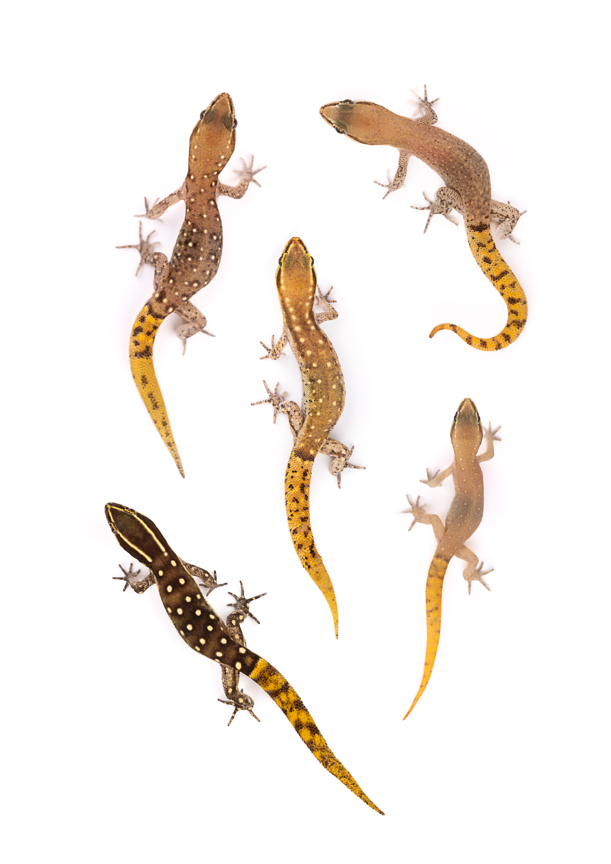 Saurodactylus gecko portrait