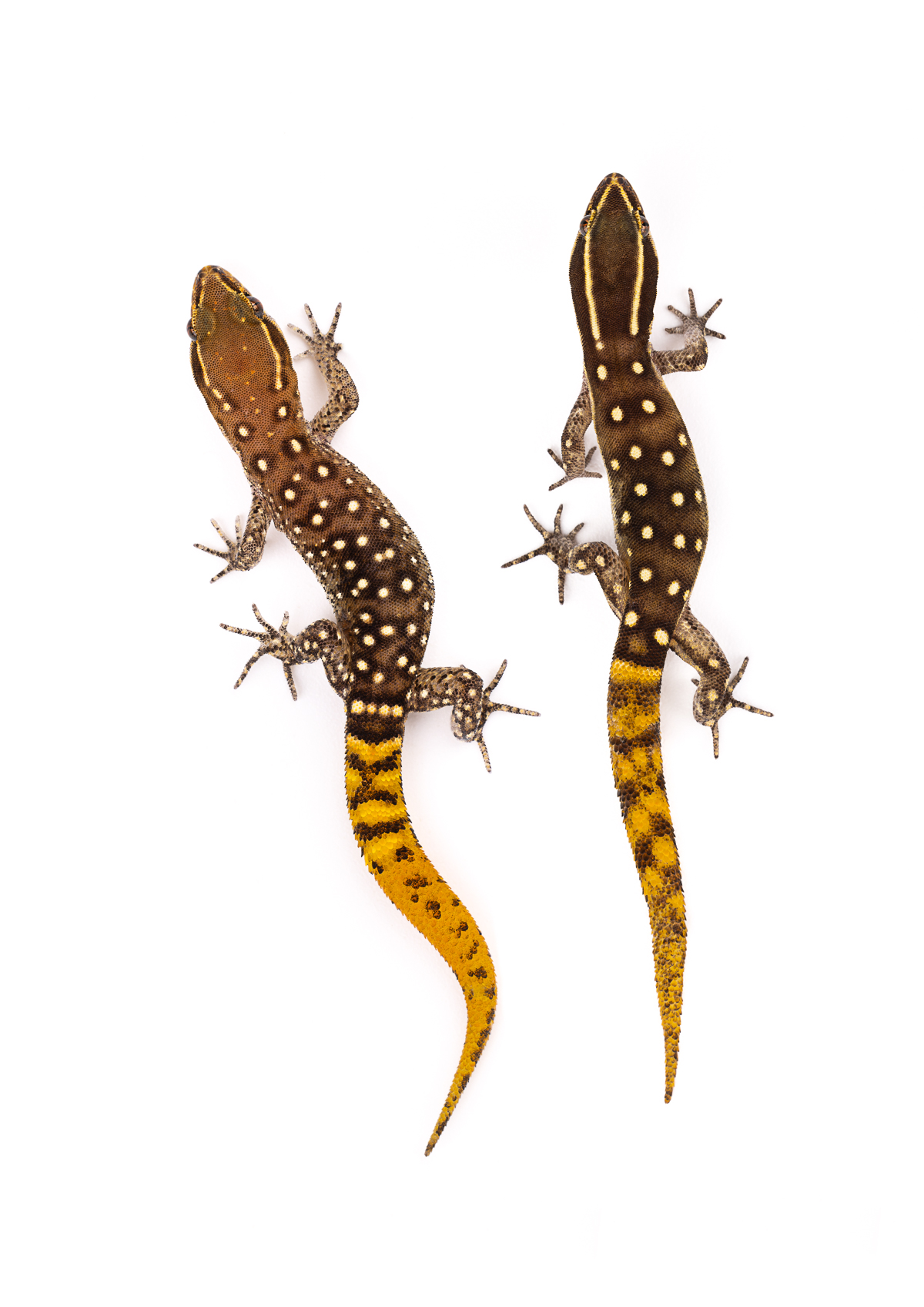 Saurodactylus gecko duo