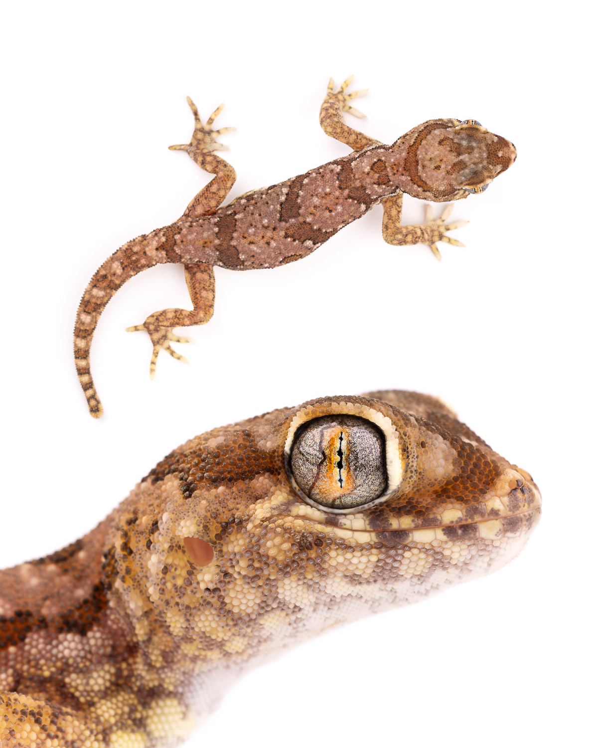 Stenodactylus mauritanicus gecko